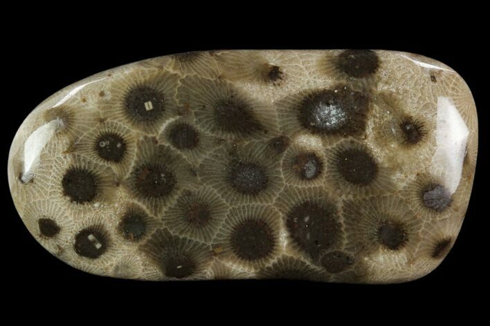 Polished Petoskey Stone (Fossil Coral) - Michigan #131054